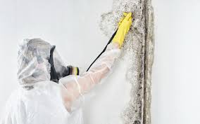 Best Real Estate Mold Inspection  in North Weeki Wachee, FL